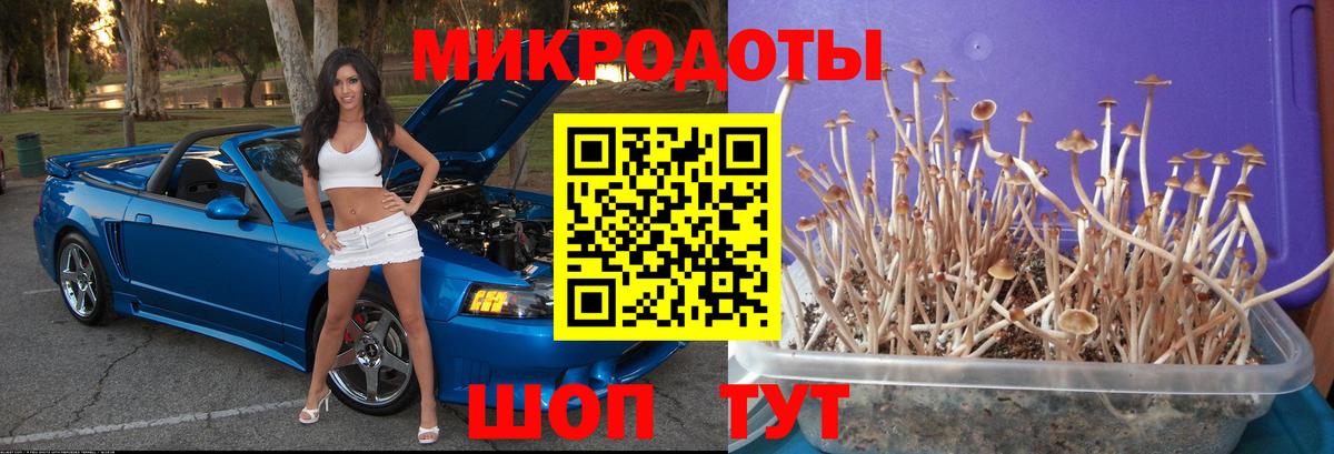 Галлюциногенные грибы Psilocybine cubensis Железногорск